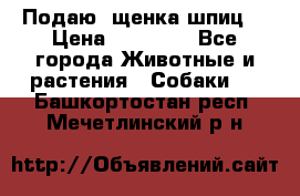 Подаю. щенка шпиц  › Цена ­ 27 000 - Все города Животные и растения » Собаки   . Башкортостан респ.,Мечетлинский р-н